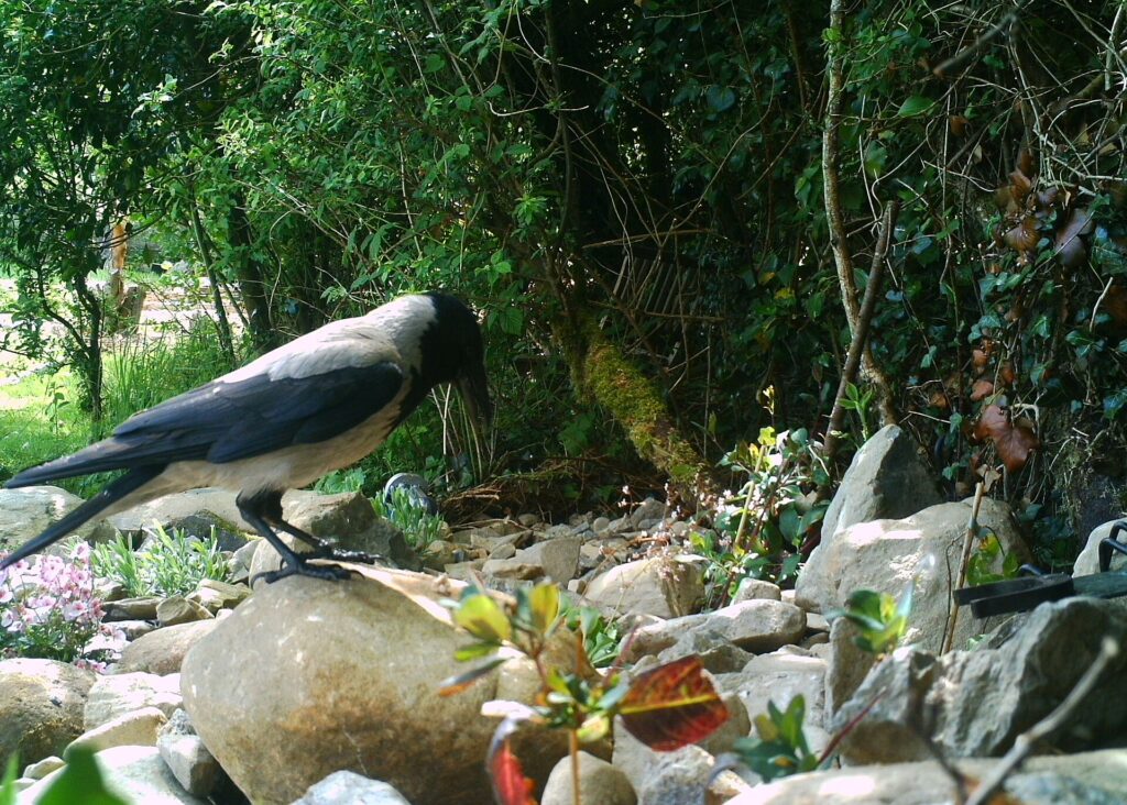 A hooded crow perched on a mossy stone in a lush garden with ivy-covered trees
