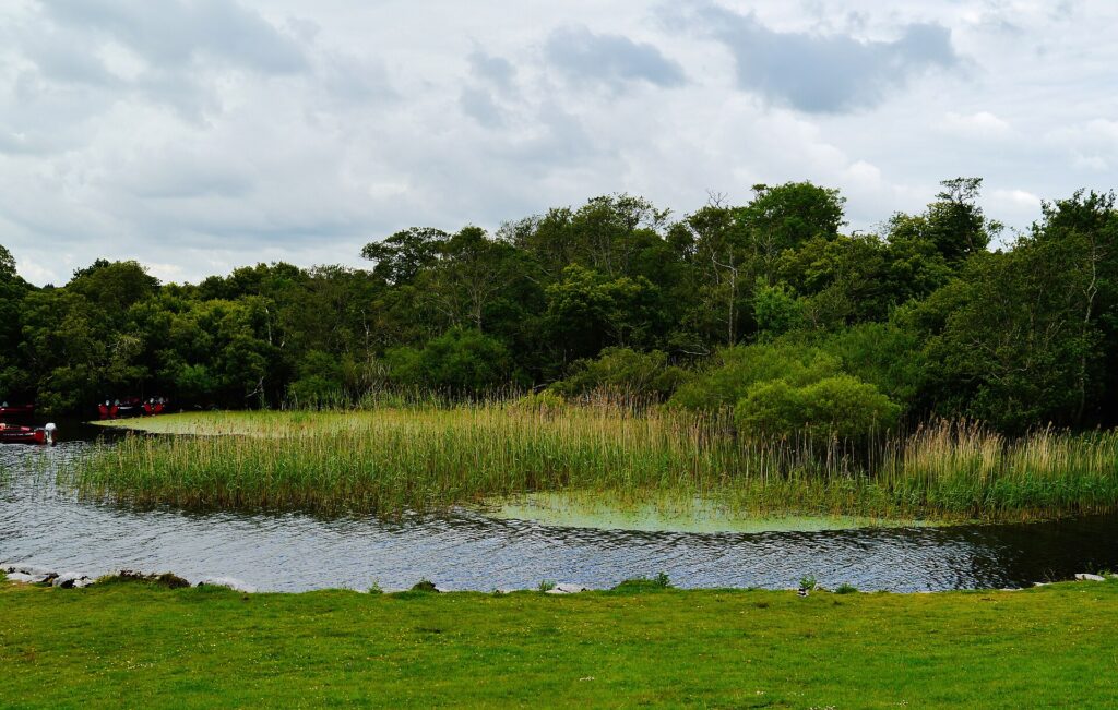 Green lawn beside water with reeds and dense woodland beyond under cloudy sky