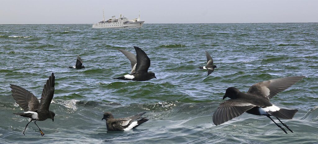 Seabirds flying and swimming in shallow coastal waters with research vessel in background