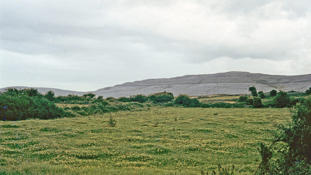 Rolling green fields with wildflowers and distant mountains under cloudy sky