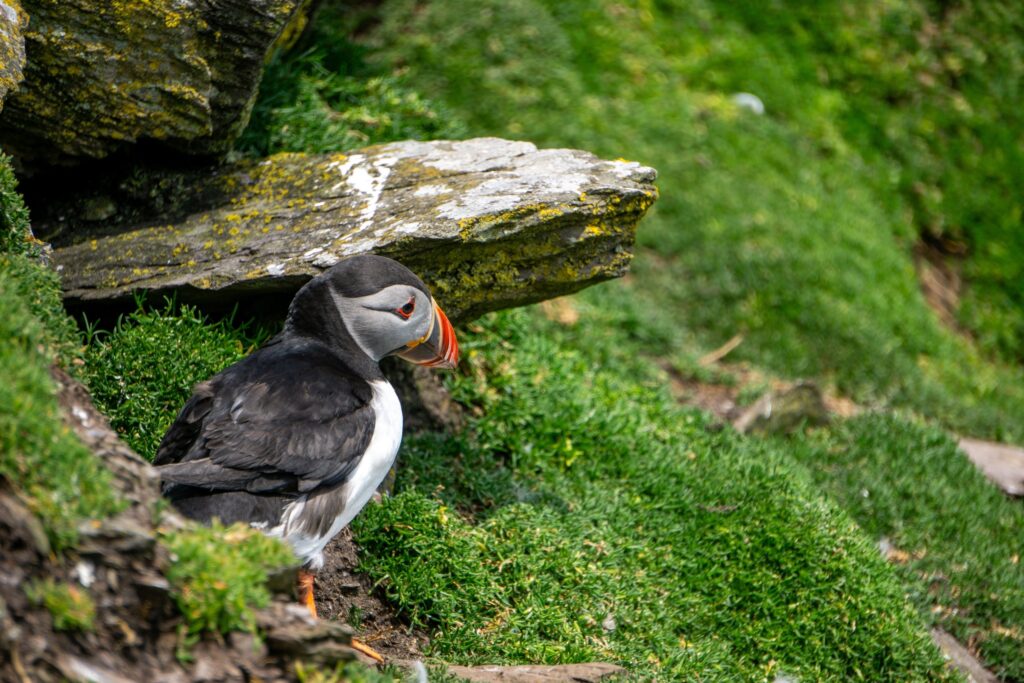 Puffin with distinctive black and white plumage sheltering under lichen-covered rock