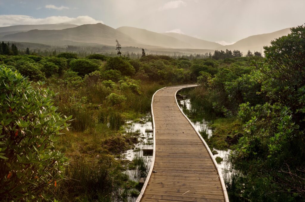 Wooden boardwalk curving through wetland with mountains in misty background