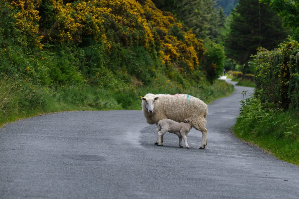 White sheep with lamb nursing on rural Irish country road lined with green vegetation